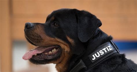 Rottweiler im Knast Wie Spürhunde Drogen erschnüffeln 